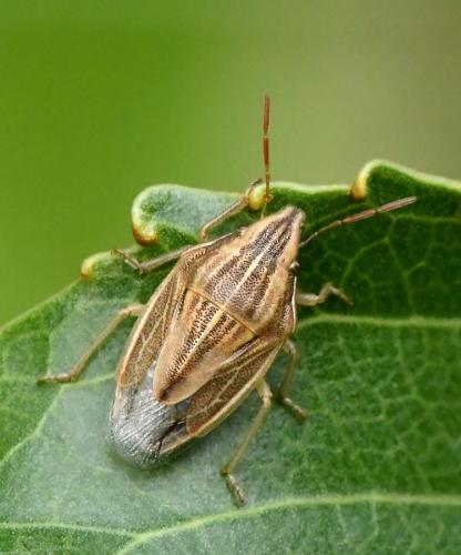 Réf. 216 952 : Aelia acuminata